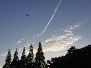 並木道と飛行機雲の画像