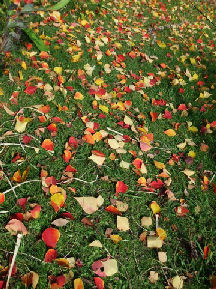 散り敷いた紅葉の画像