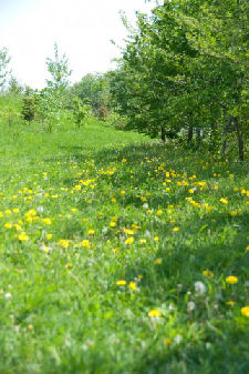 黄色い花が咲く野原の画像