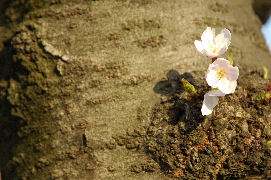幹から咲いた桜の花の幹