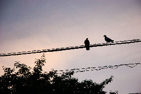 電線に止まる野鳥の画像