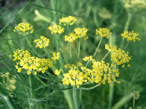 黄色い菜の花の画像