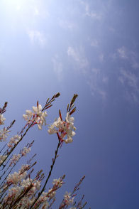 空に向かって伸びる花穂の画像