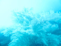 青く揺らめく海藻の画像