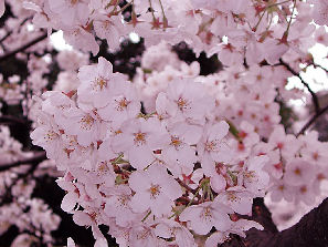 満開の桜の花の画像