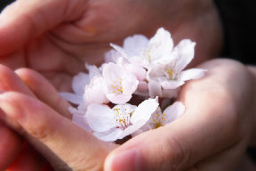 両手の中の桜の花びらの画像