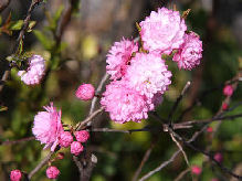 八重崎の桜の花の画像