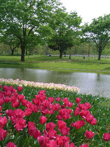 チューリップが咲く公園の画像