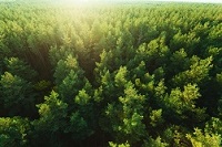 太陽の光に照らされた森の樹々の画像